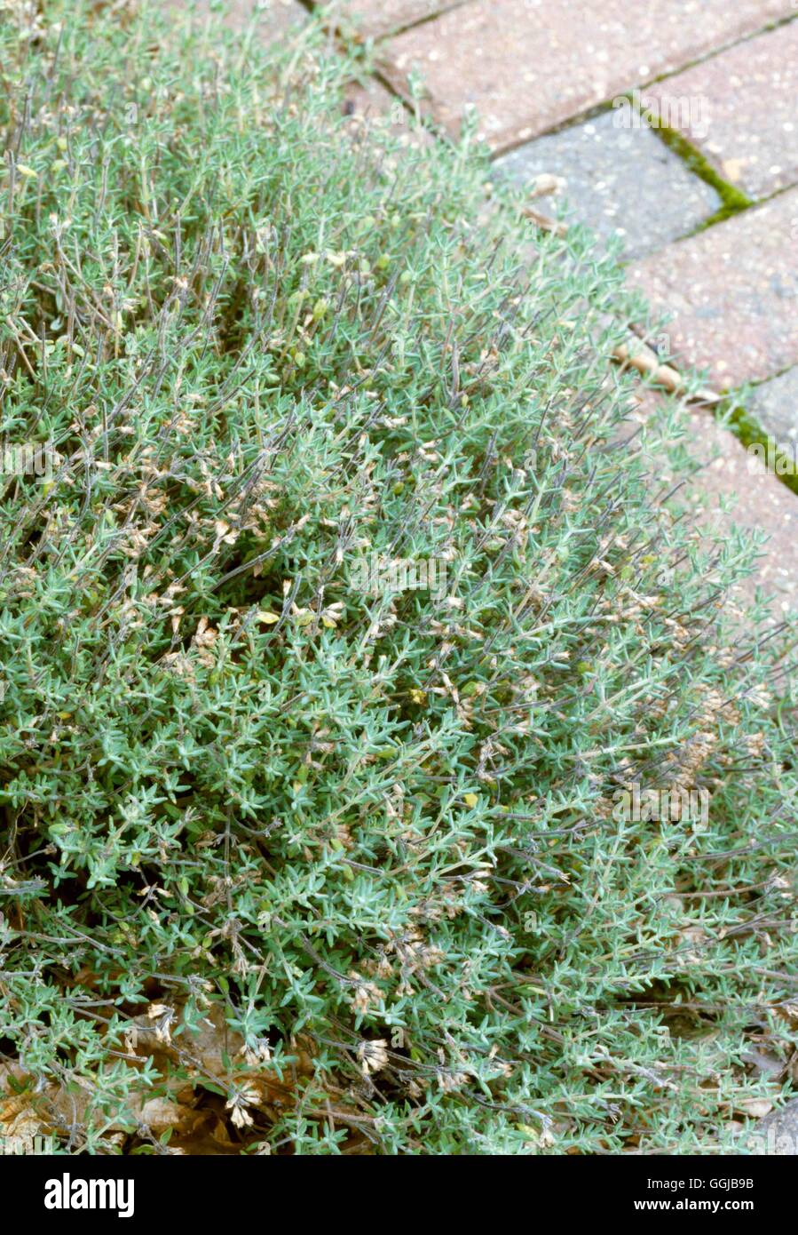 Thyme - Orange-scented - (HDRA - Organic) - (Thymus x citriodorus `Fragrantissimus')   HER057376 Stock Photo
